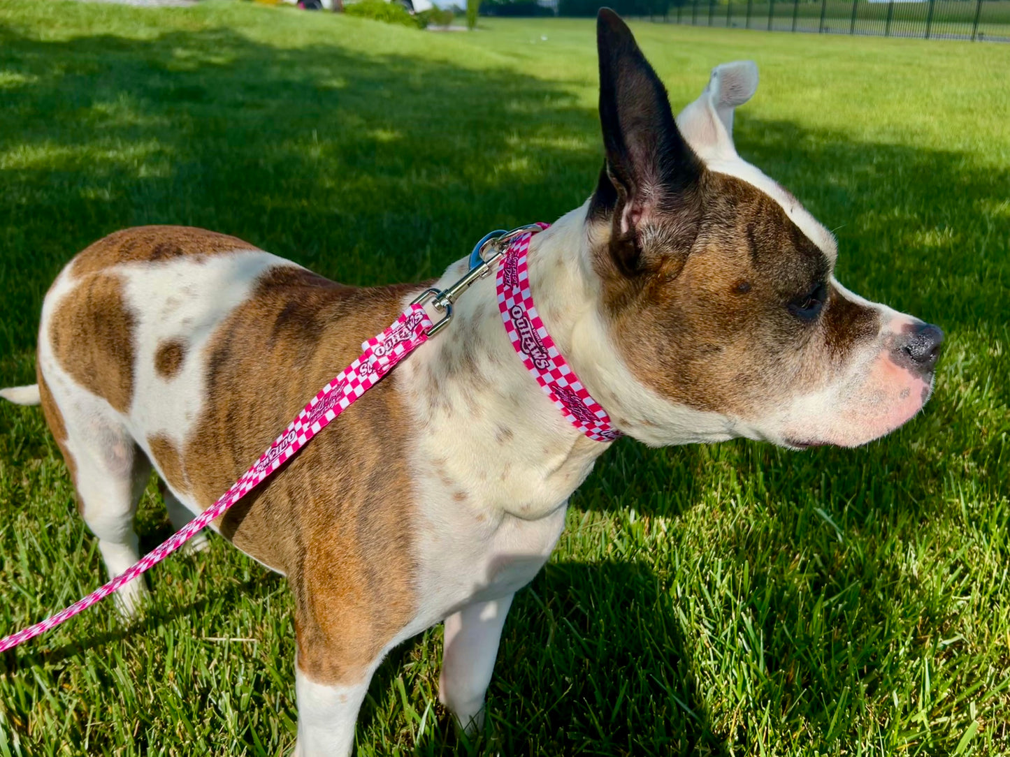 World of Outlaws Pink Checker Dog Leash