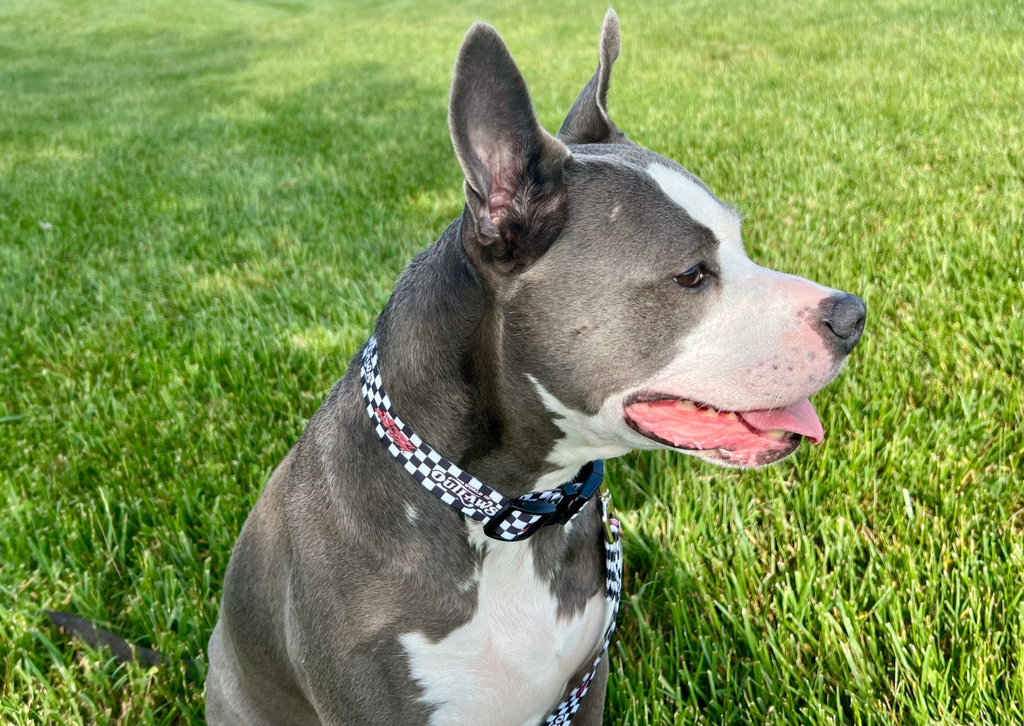 World of Outlaws - Black Checker Dog Collar